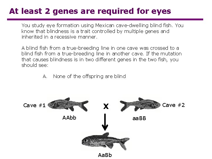 At least 2 genes are required for eyes You study eye formation using Mexican