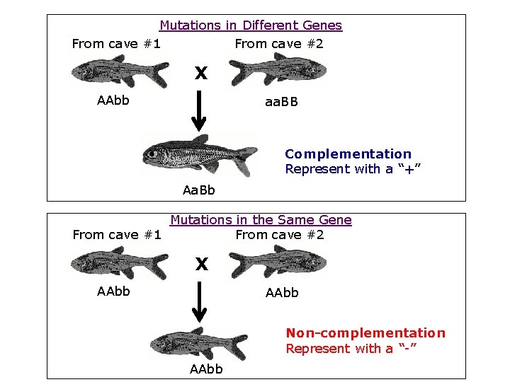 Mutations in Different Genes From cave #1 From cave #2 X AAbb aa. BB