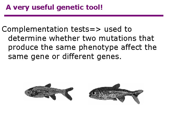 A very useful genetic tool! Complementation tests=> used to determine whether two mutations that