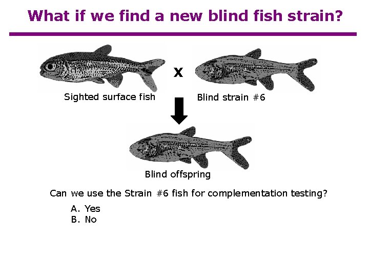 What if we find a new blind fish strain? X Sighted surface fish Blind