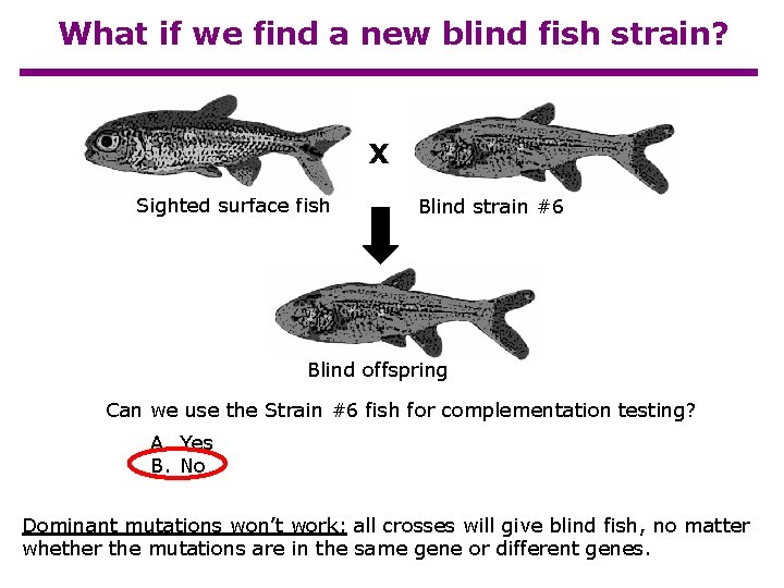 What if we find a new blind fish strain? X Sighted surface fish Blind