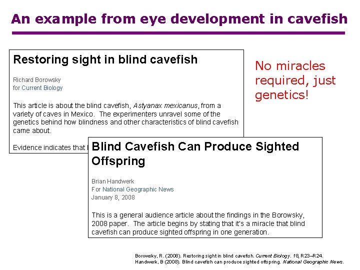 An example from eye development in cavefish Restoring sight in blind cavefish Richard Borowsky
