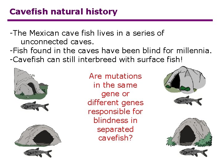 Cavefish natural history -The Mexican cave fish lives in a series of unconnected caves.