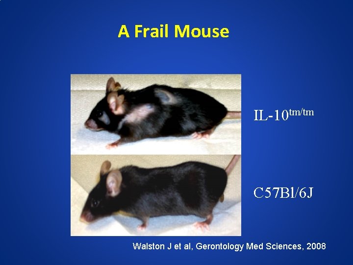 A Frail Mouse IL-10 tm/tm C 57 Bl/6 J Walston J et al, Gerontology