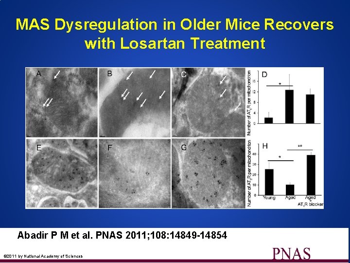 MAS Dysregulation in Older Mice Recovers with Losartan Treatment Abadir P M et al.