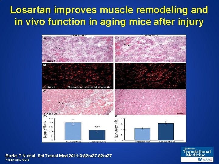 Losartan improves muscle remodeling and in vivo function in aging mice after injury Burks