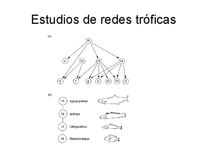 Estudios de redes tróficas 