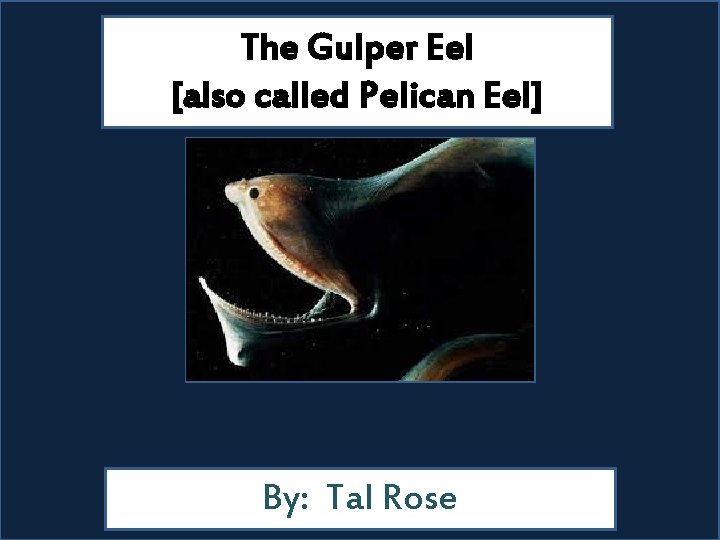 The Gulper Eel [also called Pelican Eel] By: Tal Rose 