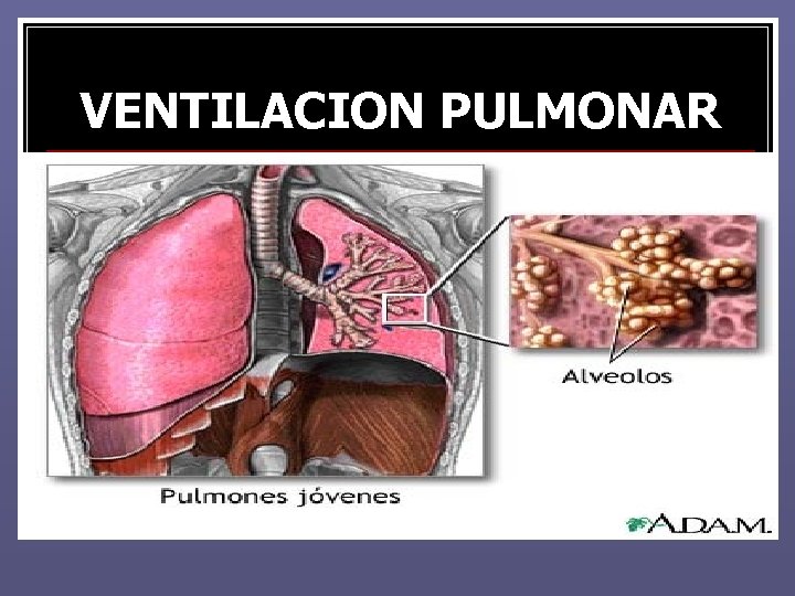 VENTILACION PULMONAR VENTILACION PULMONAR