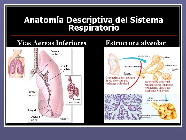 Anatomía Descriptiva del Sistema Respiratorio Vías Aereas Inferiores Estructura alveolar Anatomía Descriptiva del Sistema Respiratorio Vías Aereas Inferiores Estructura alveolar