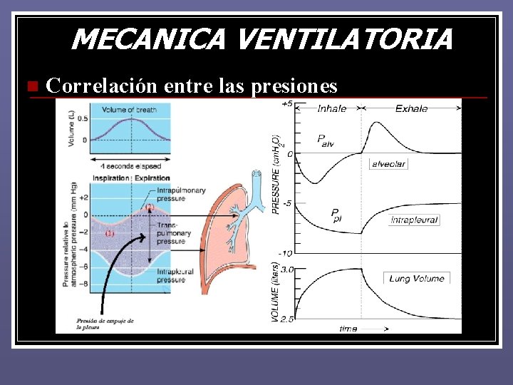 MECANICA VENTILATORIA n Correlación entre las presiones MECANICA VENTILATORIA n Correlación entre las presiones