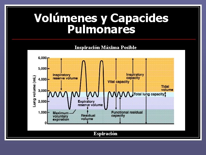 Volúmenes y Capacides Pulmonares Inspiración Máxima Posible Espiración Volúmenes y Capacides Pulmonares Inspiración Máxima Posible Espiración