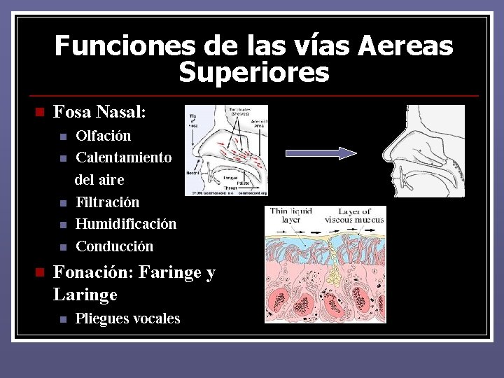 Funciones de las vías Aereas Superiores n Fosa Nasal: n n n Olfación Calentamiento Funciones de las vías Aereas Superiores n Fosa Nasal: n n n Olfación Calentamiento