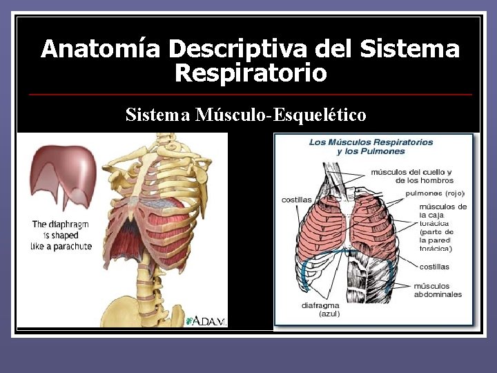 Anatomía Descriptiva del Sistema Respiratorio Sistema Músculo-Esquelético Anatomía Descriptiva del Sistema Respiratorio Sistema Músculo-Esquelético