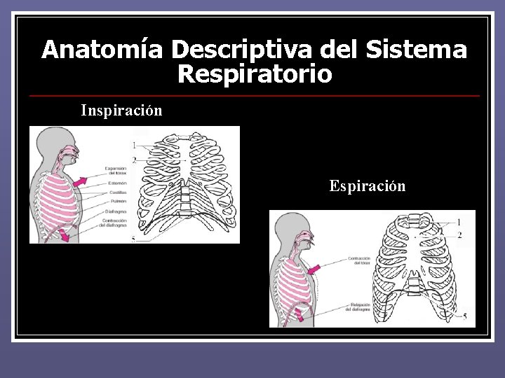 Anatomía Descriptiva del Sistema Respiratorio Inspiración Espiración Anatomía Descriptiva del Sistema Respiratorio Inspiración Espiración