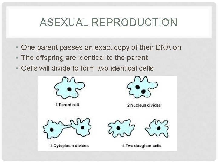 ASEXUAL REPRODUCTION • One parent passes an exact copy of their DNA on •