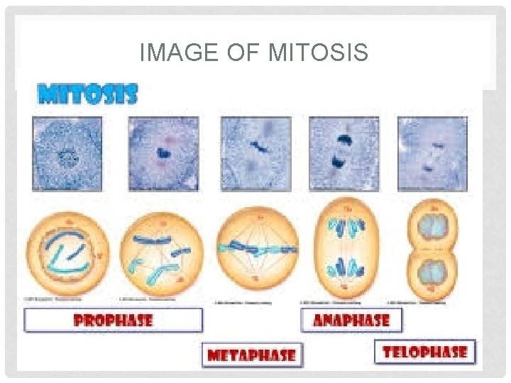 IMAGE OF MITOSIS 