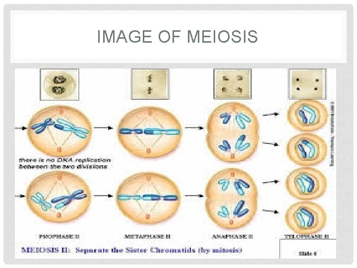 IMAGE OF MEIOSIS 