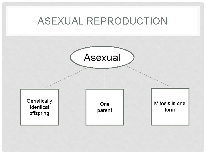 ASEXUAL REPRODUCTION Asexual Genetically identical offspring One parent Mitosis is one form 