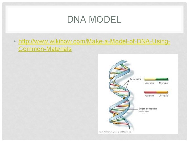 DNA MODEL • http: //www. wikihow. com/Make-a-Model-of-DNA-Using. Common-Materials 