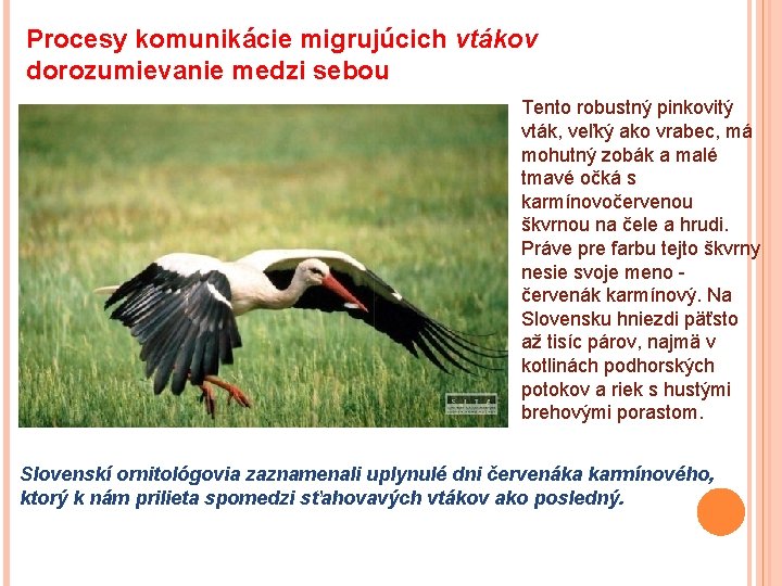 Procesy komunikácie migrujúcich vtákov dorozumievanie medzi sebou Tento robustný pinkovitý vták, veľký ako vrabec,