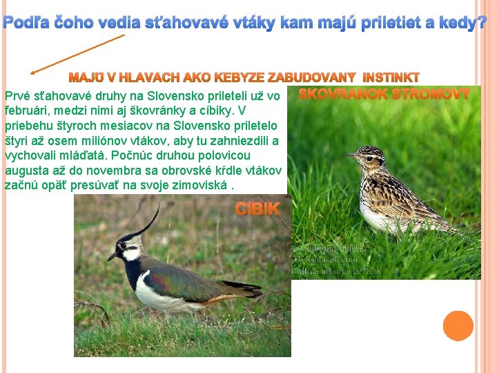 Podľa čoho vedia sťahovavé vtáky kam majú priletiet a kedy? Prvé sťahovavé druhy na