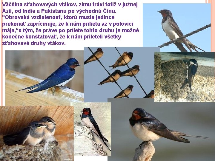 Väčšina sťahovavých vtákov, zimu trávi totiž v južnej Ázii, od Indie a Pakistanu po