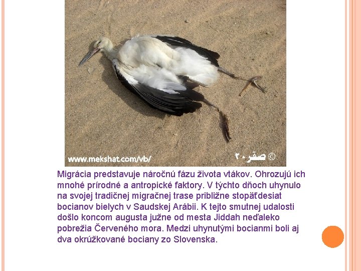 Migrácia predstavuje náročnú fázu života vtákov. Ohrozujú ich mnohé prírodné a antropické faktory. V