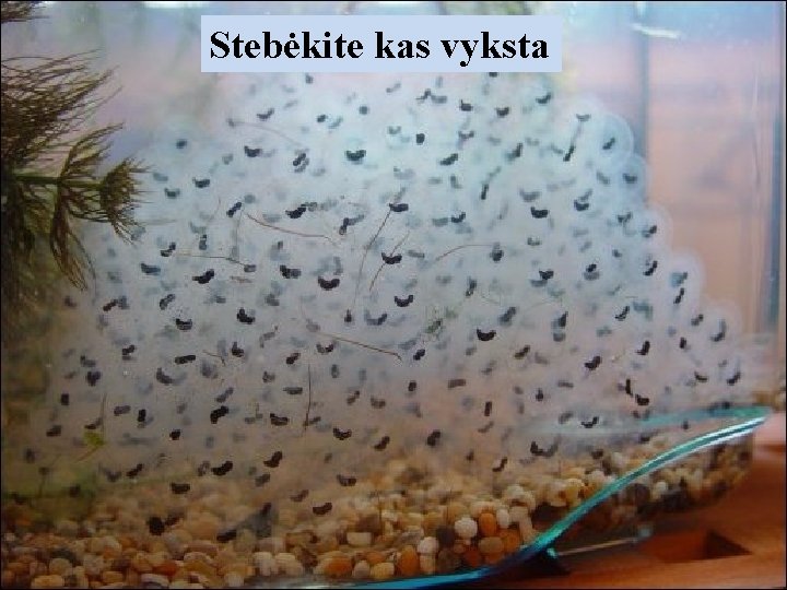 Stebėkite kas vyksta 