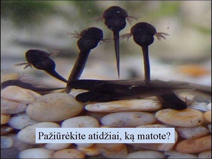 Pažiūrėkite atidžiai, ką matote? 