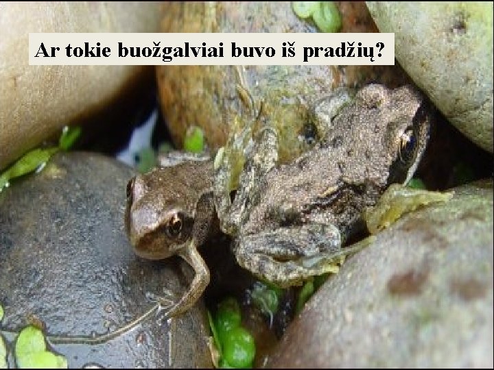 Ar tokie buožgalviai buvo iš pradžių? 