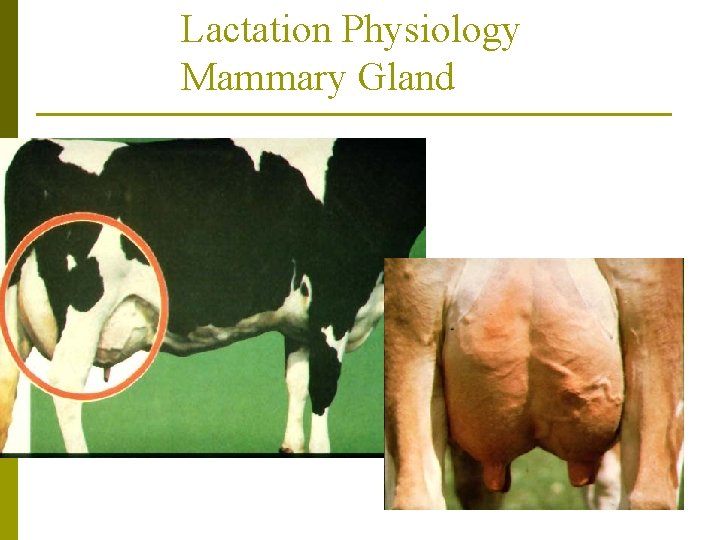 Lactation Physiology Mammary Gland 