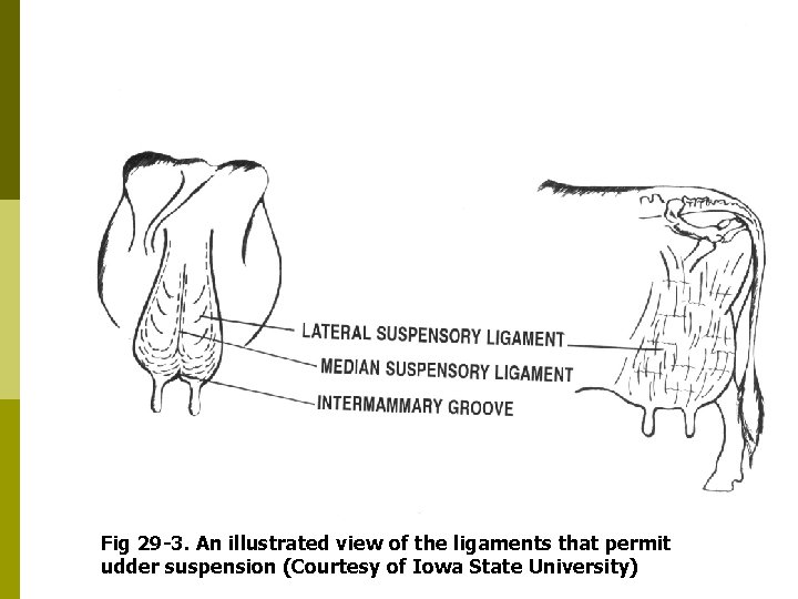 Fig 29 -3. An illustrated view of the ligaments that permit udder suspension (Courtesy