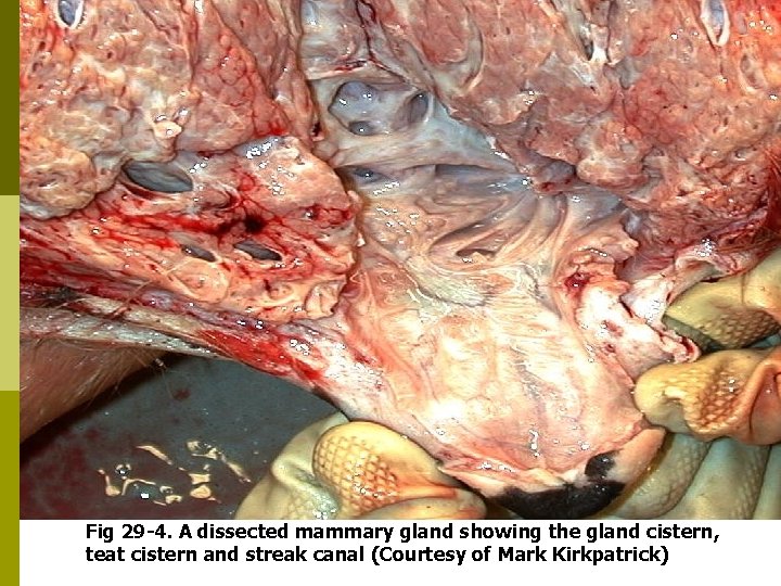 Fig 29 -4. A dissected mammary gland showing the gland cistern, teat cistern and