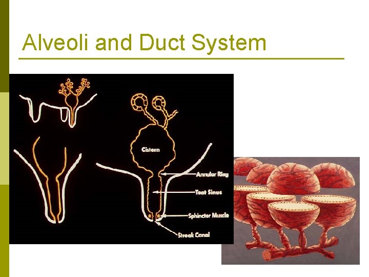 Alveoli and Duct System 