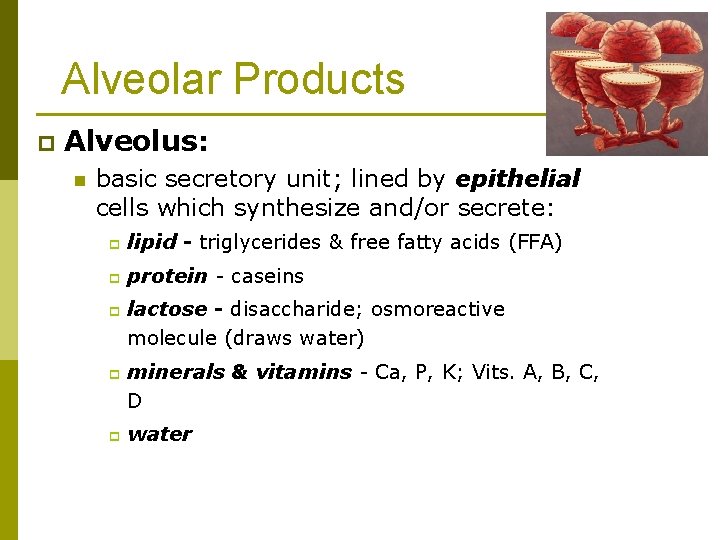 Alveolar Products p Alveolus: n basic secretory unit; lined by epithelial cells which synthesize