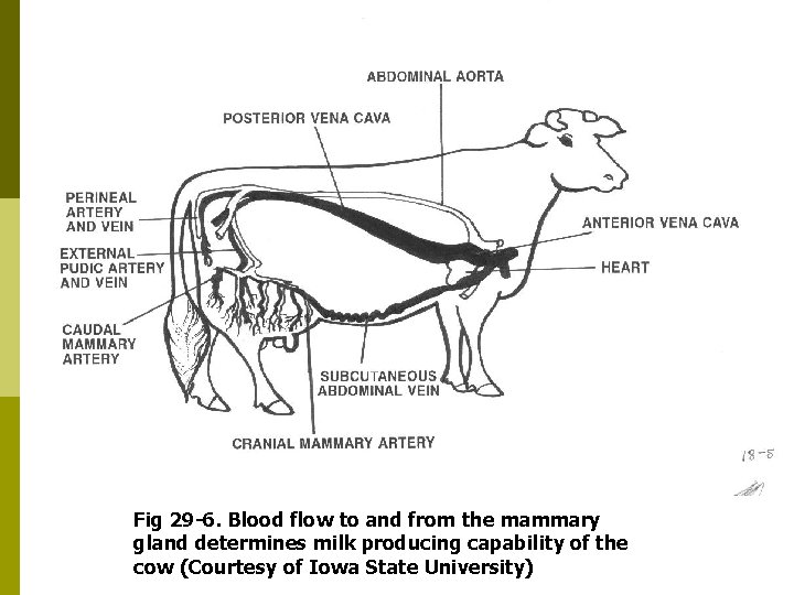 Fig 29 -6. Blood flow to and from the mammary gland determines milk producing