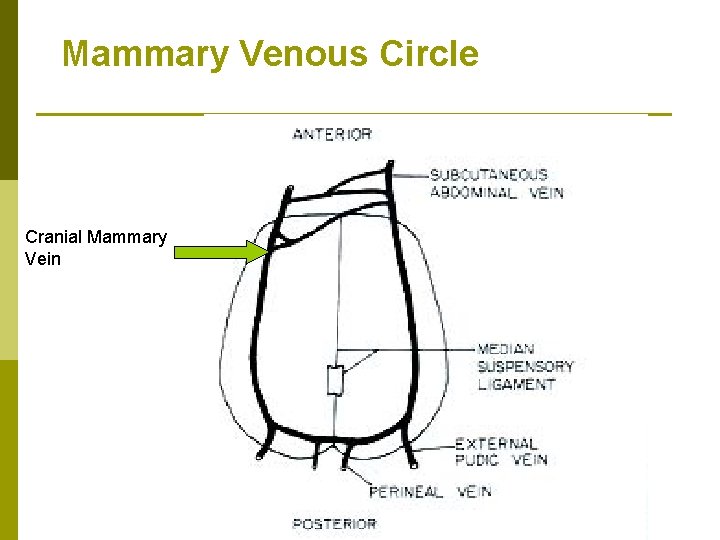 Mammary Venous Circle Cranial Mammary Vein 