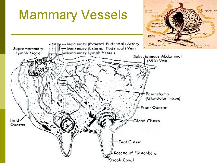 Mammary Vessels 