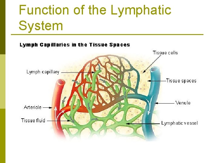 Function of the Lymphatic System 