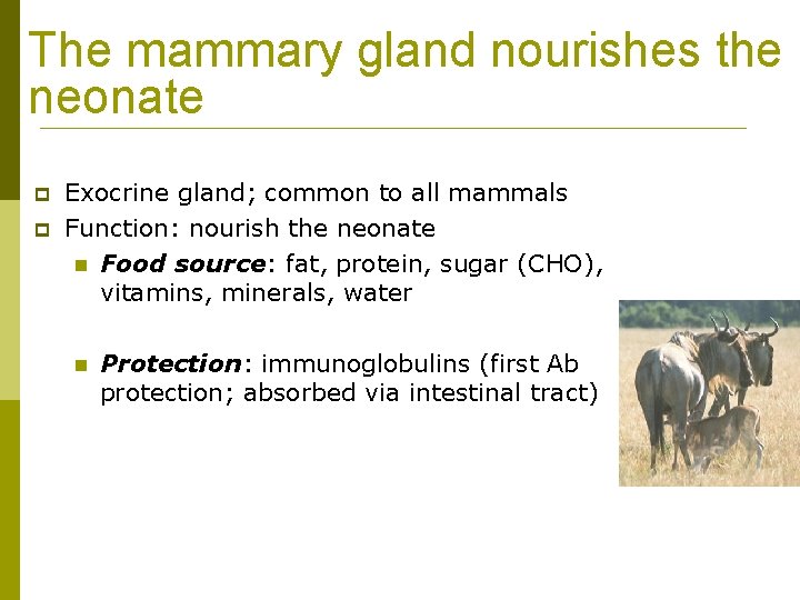 The mammary gland nourishes the neonate p p Exocrine gland; common to all mammals