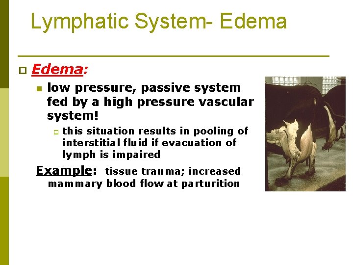 Lymphatic System- Edema p Edema: n low pressure, passive system fed by a high