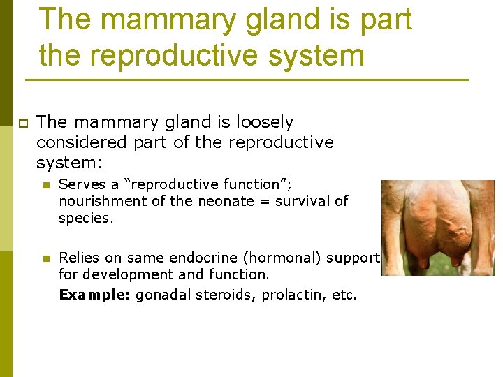 The mammary gland is part the reproductive system p The mammary gland is loosely