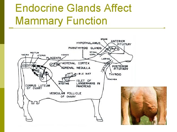 Endocrine Glands Affect Mammary Function 