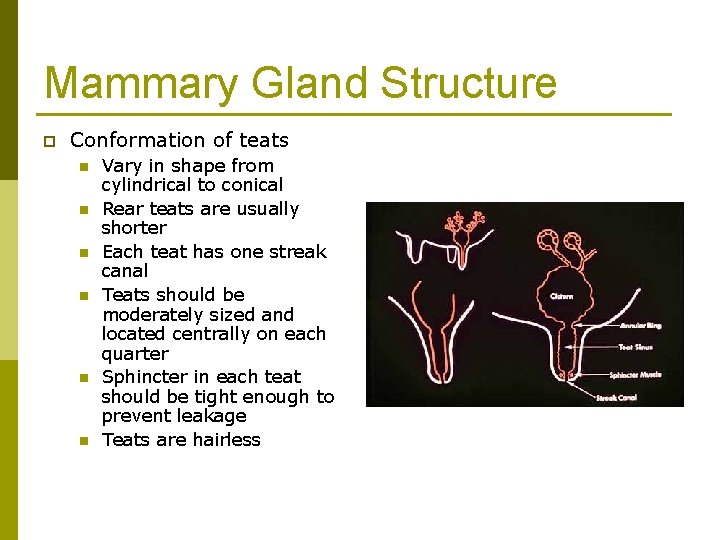 Mammary Gland Structure p Conformation of teats n n n Vary in shape from