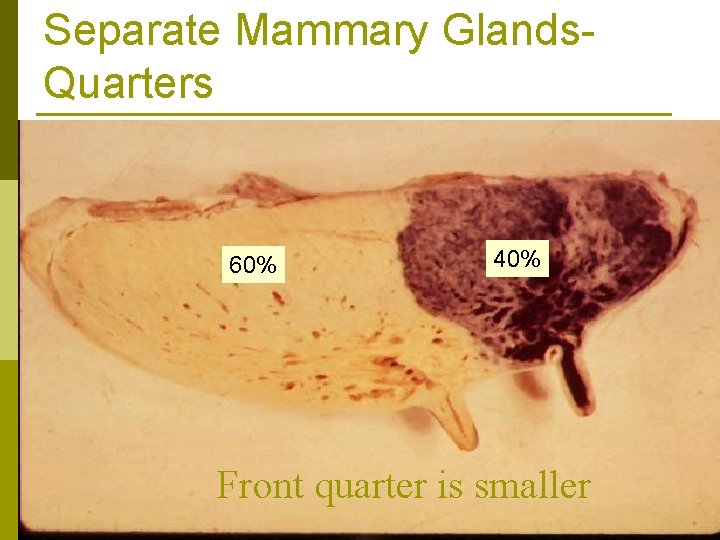 Separate Mammary Glands. Quarters 60% 40% Front quarter is smaller 