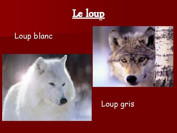 Le loup Loup blanc Loup gris 