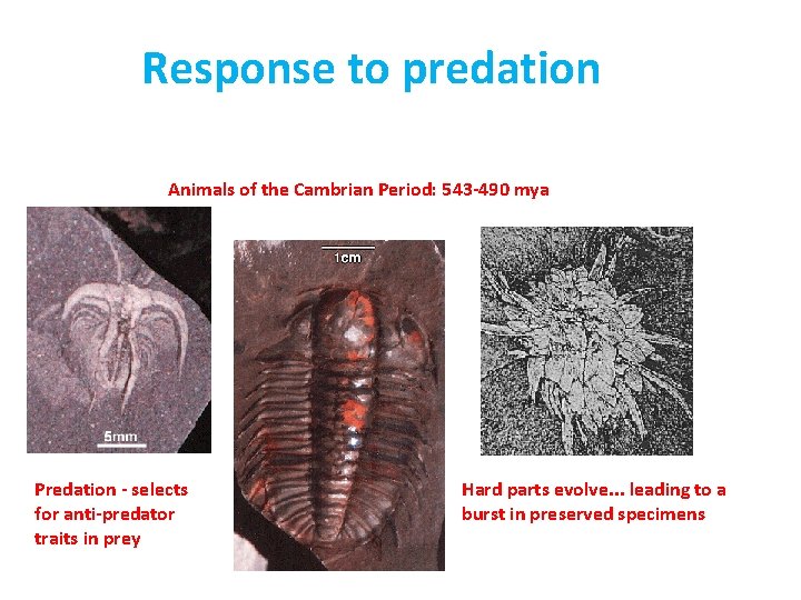 Response to predation Animals of the Cambrian Period: 543 -490 mya Predation - selects