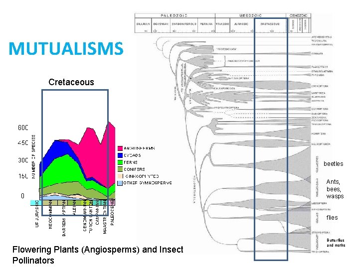 MUTUALISMS Cretaceous beetles Ants, bees, wasps flies Flowering Plants (Angiosperms) and Insect Pollinators Butterflies