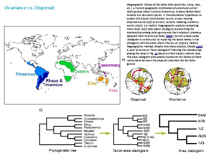 Vicariance vs. Dispersal: Biogeographic history of the ratite birds (ostriches, emus, reas, etc. ).